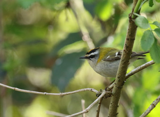 Roitelet triple bandeau!