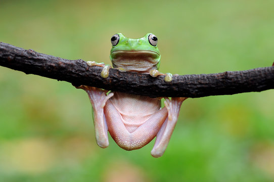 dumpy frog