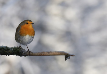 Rouge gorge dans la neige: