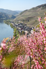 Naklejka premium Landschaft der Mosel im Frühling