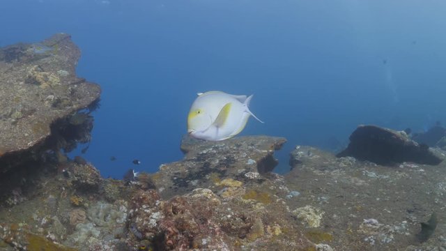 Cleaner wrasse cleaning surgeonfish