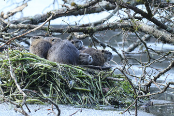 Rogondins en famille!