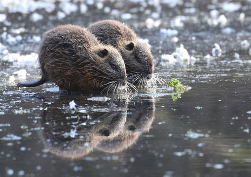 Ragondins sur la glace!
