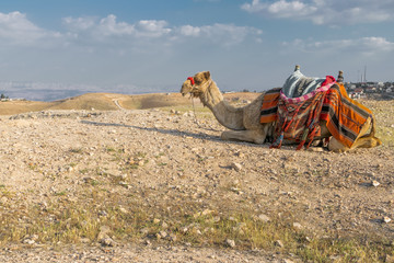 Camel resting