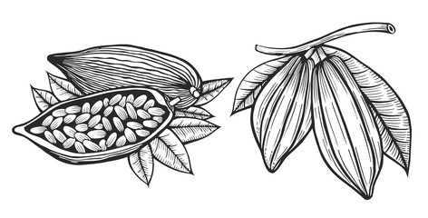 Cocoa beans illustration.