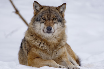 Fototapeta premium Wolf