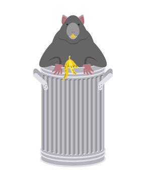 Rat in garbage can. Rodent in trash. big mouse in Dumpster. Vector illustration