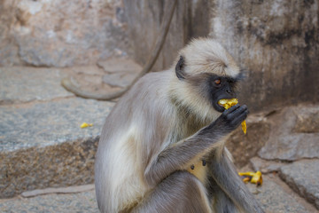 Monkey, species Semnopithecus priam, commonly know as Tufted Gray Langur, India, Asia