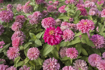 Pink Chrysanthemum flower blooming in garden.
