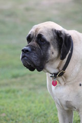 Mastiff pondering