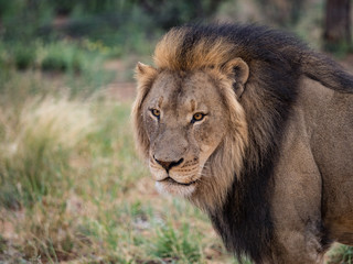 Lion portrait