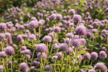 Purple globe amaranth in the park.