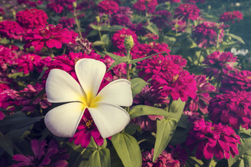 plumeria flowers on pink Chrysanthemum flower blooming in garden.