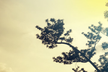 Pine trees with sun through.