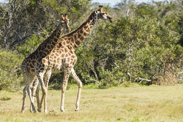 Giraffe walking through short grass