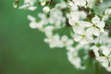 Blossoming of cherry flowers in spring time with green leaves, floral frame