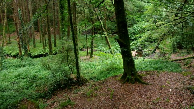 Wald von Huelgoat in der Bretagne, Frankreich