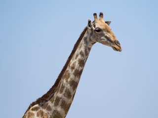 Giraffe Portrait Namibia