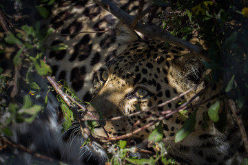 Leopard well hidden in forest undergrowth. 