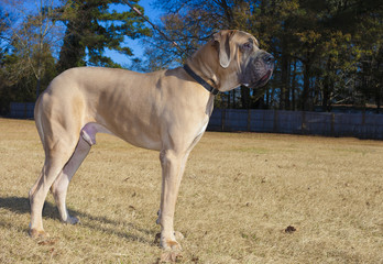 Male brown Great Dane purebred