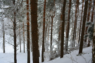 Pine tree trunks in a winter weather, landscape