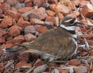 Sitting on her nest eggs