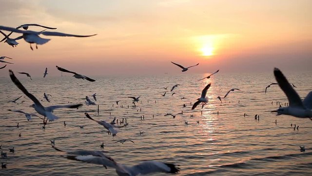 seagulls flying over the sea in the evening
