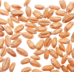 Wheat on white background