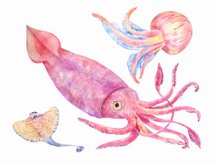 watercolor squid, batoidea, jellyfish © Viktoriia Manuilova