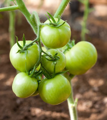 green tomatoes in greenhouse