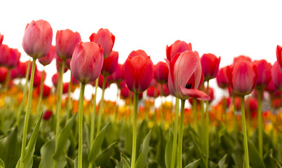 Beautiful red tulips on a white background
