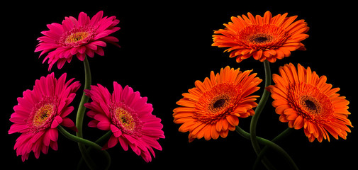 Pink or red gerbera with stem isolated on black background