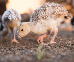 small turkey chickens graze on the farm