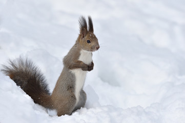 雪の中のエゾリス