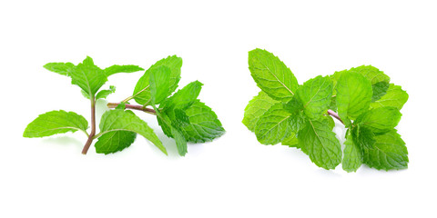 Mint leaves isolated on white background