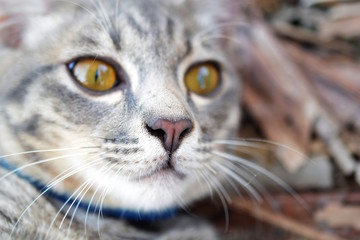 gray tabby cat close up