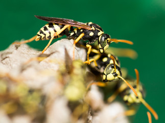 A wasp for hives in nature