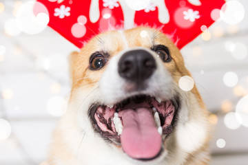 Welsh Corgi Dog wearing Christmas costume. Year of the dog concept