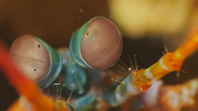 Peacock Mantis Shrimp Eyes Close-up 4K