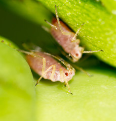 small aphid on a green leaf in the open air