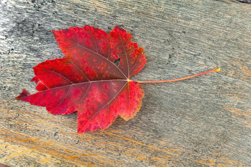 Naklejka na ściany i meble Red leaf on autumn table in the park outside