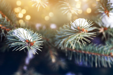 snowy fir tree branches