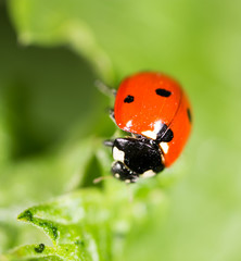 Ladybird on a green leaf in nature