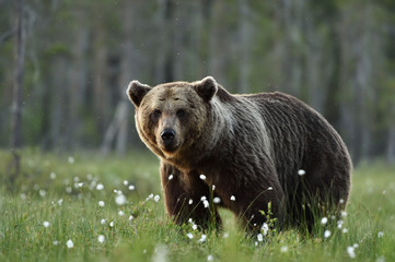 Serious looking adult male brown bear