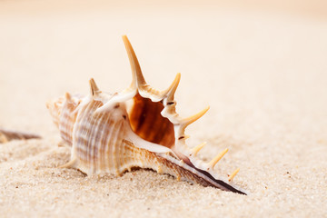 Fototapeta na wymiar Empty seashell in the sand on a beach, macro shot