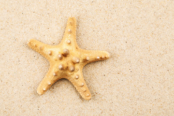 Big starfish on a sand, macro shot, top view, text space