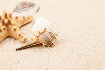 Seashells and starfish in sand on the beach, copyspace