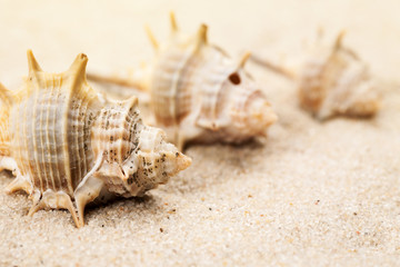 Fototapeta na wymiar Empty seashells in the sand on a beach