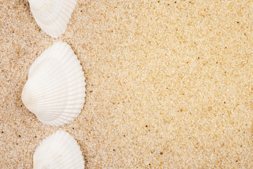 White seashells on a sand, macro shot