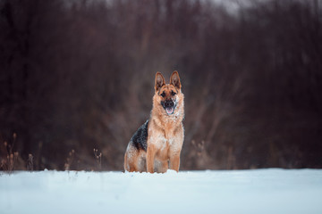 german Shepherd at snow
